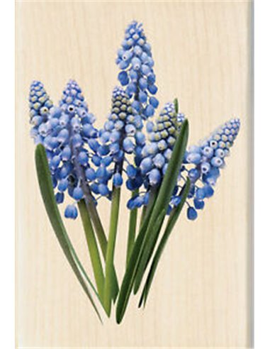 Sello Madera Blue Bells